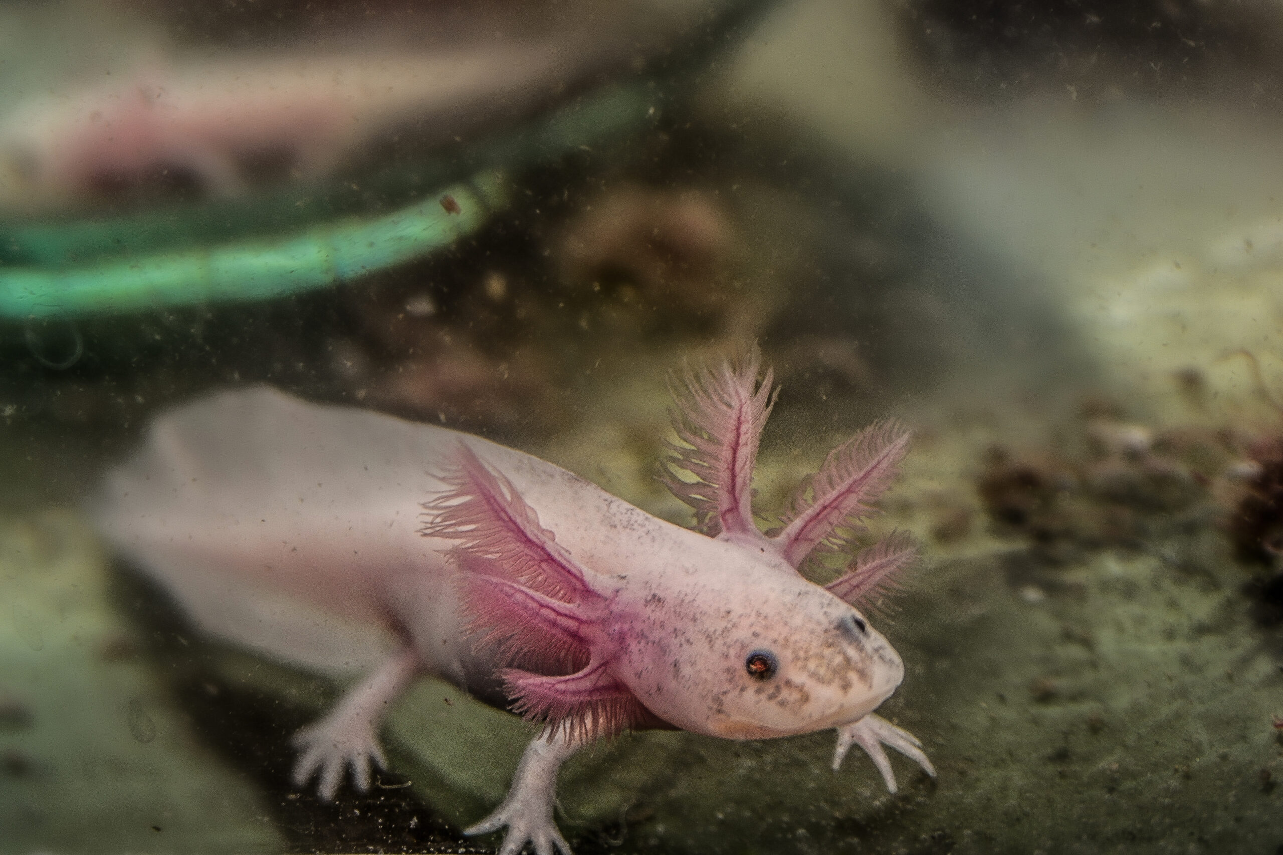 Ambystoma mexicanum axolotl noir dans un aquarium à faible éclairage