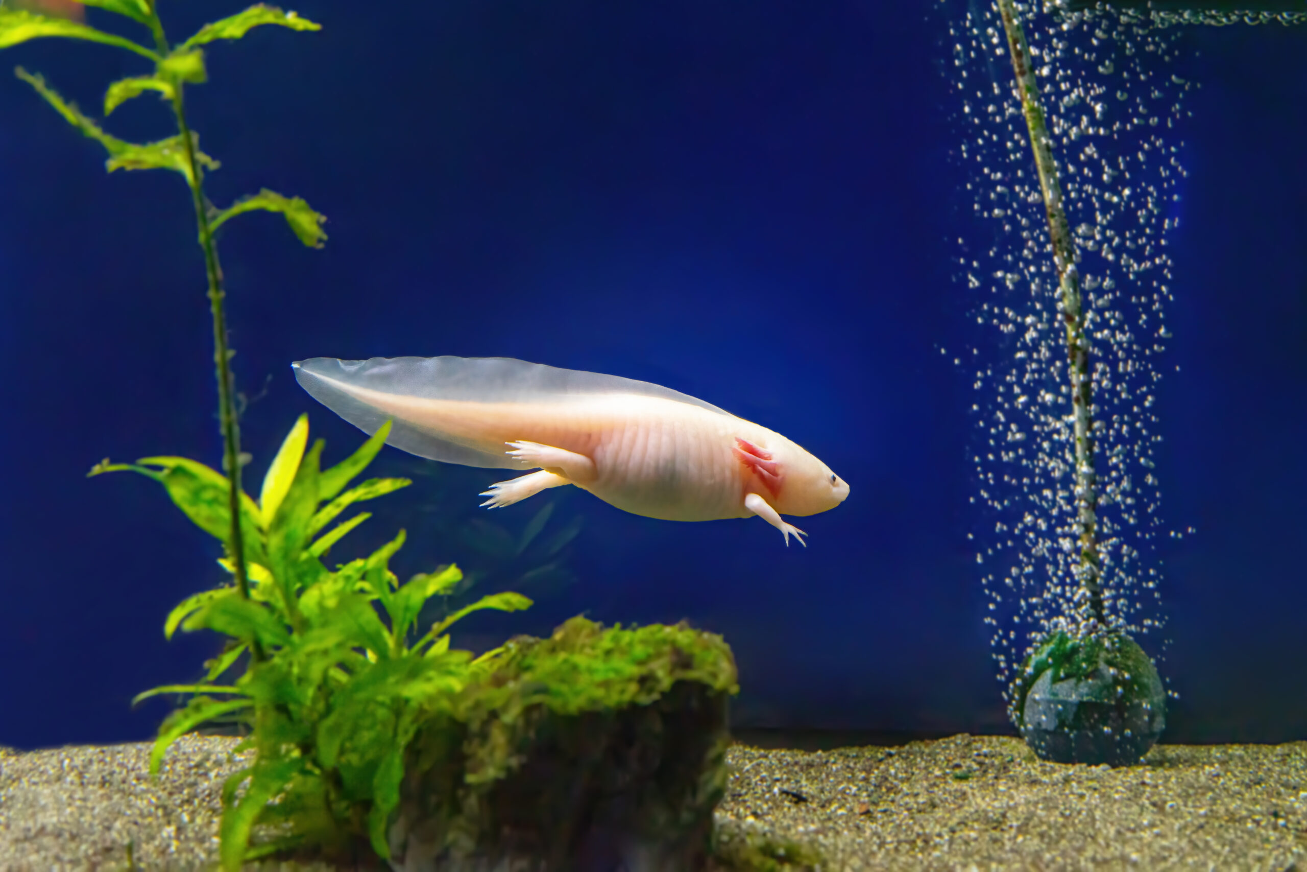 Axolotl Ambystoma mexicanum sous l'eau, dans l'aquarium. Poisson marcheur mexicain, adorable animal exotique d'aquarium
