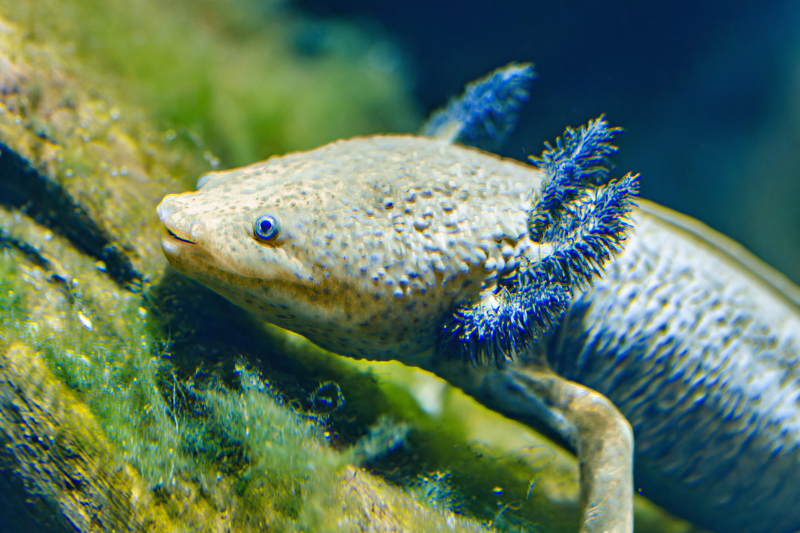 Gros plan d'un magnifique Axolotl nageant gracieusement dans une eau claire.