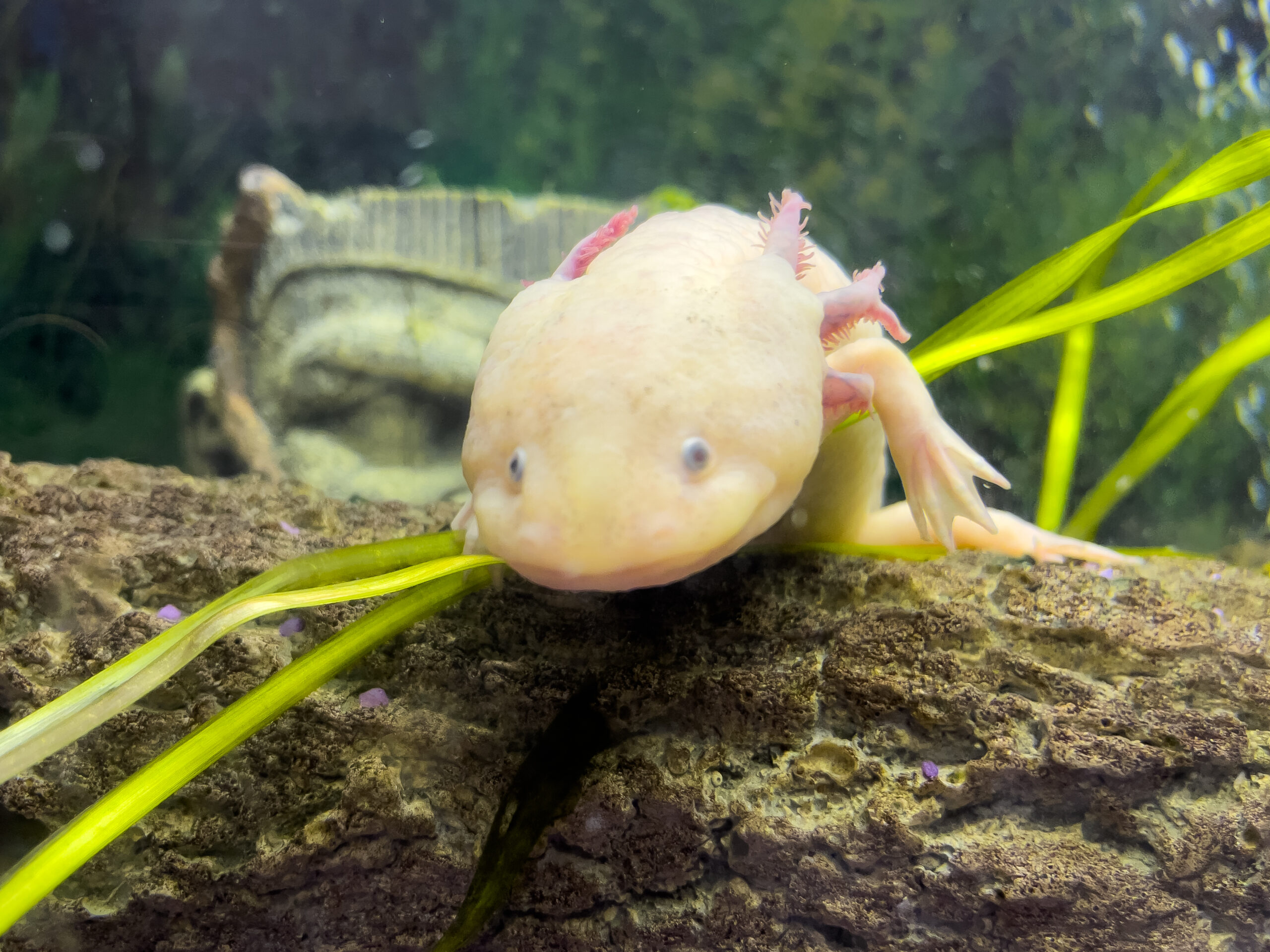Portrait sous-marin d'un Axolotl dans un aquarium. Ambystoma mexicanum. Poisson marcheur mexicain