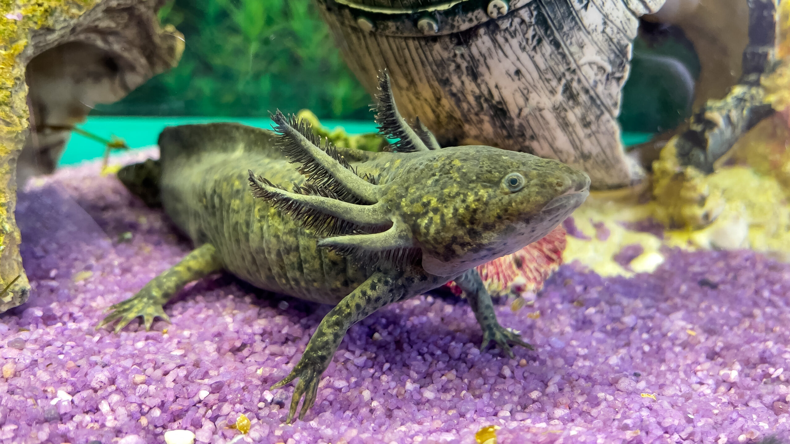 Portrait sous-marin d'un Axolotl dans un aquarium. Ambystoma mexicanum. Poisson marcheur mexicain