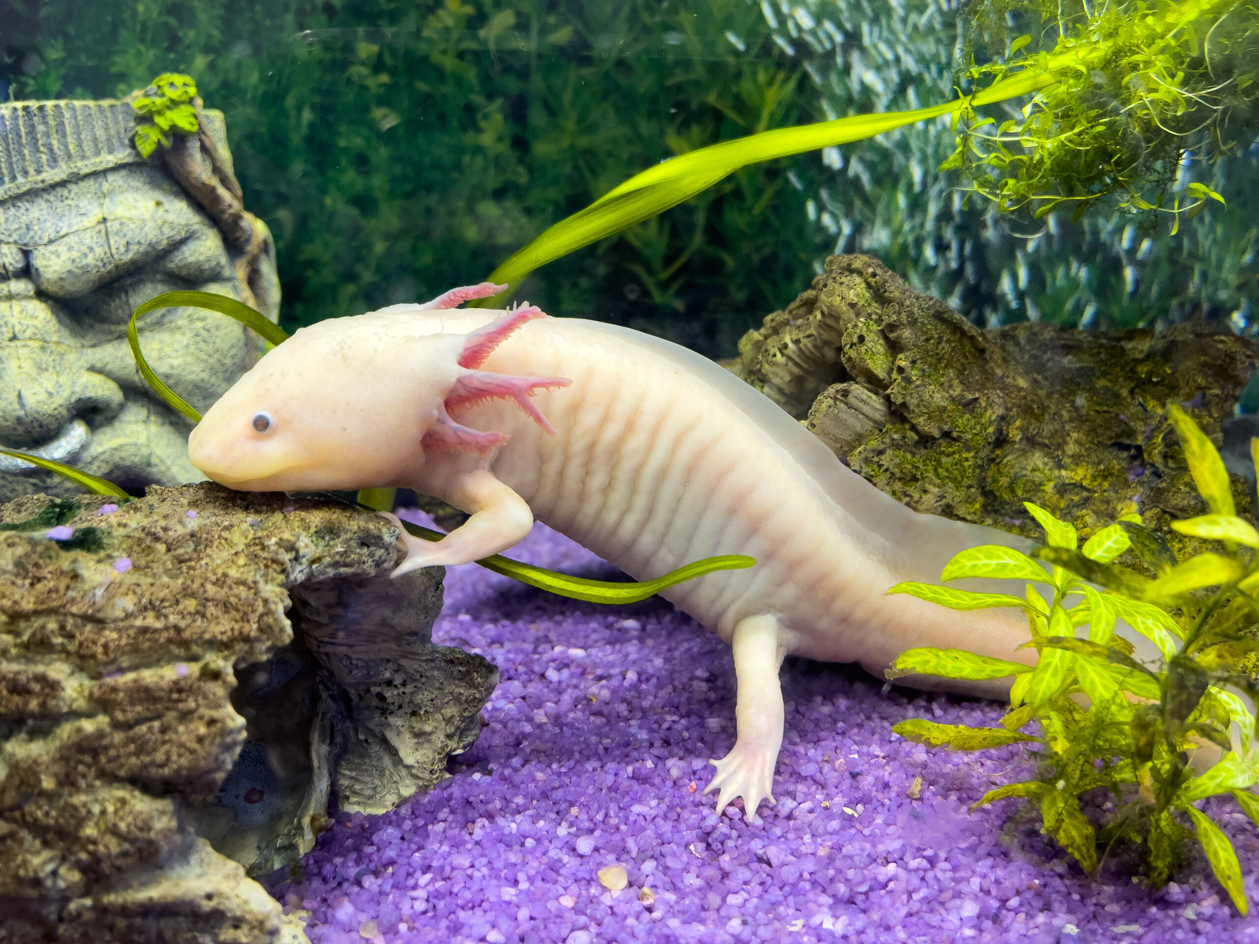 Portrait sous-marin d'un Axolotl dans un aquarium. Ambystoma mexicanum. Poisson marcheur mexicain