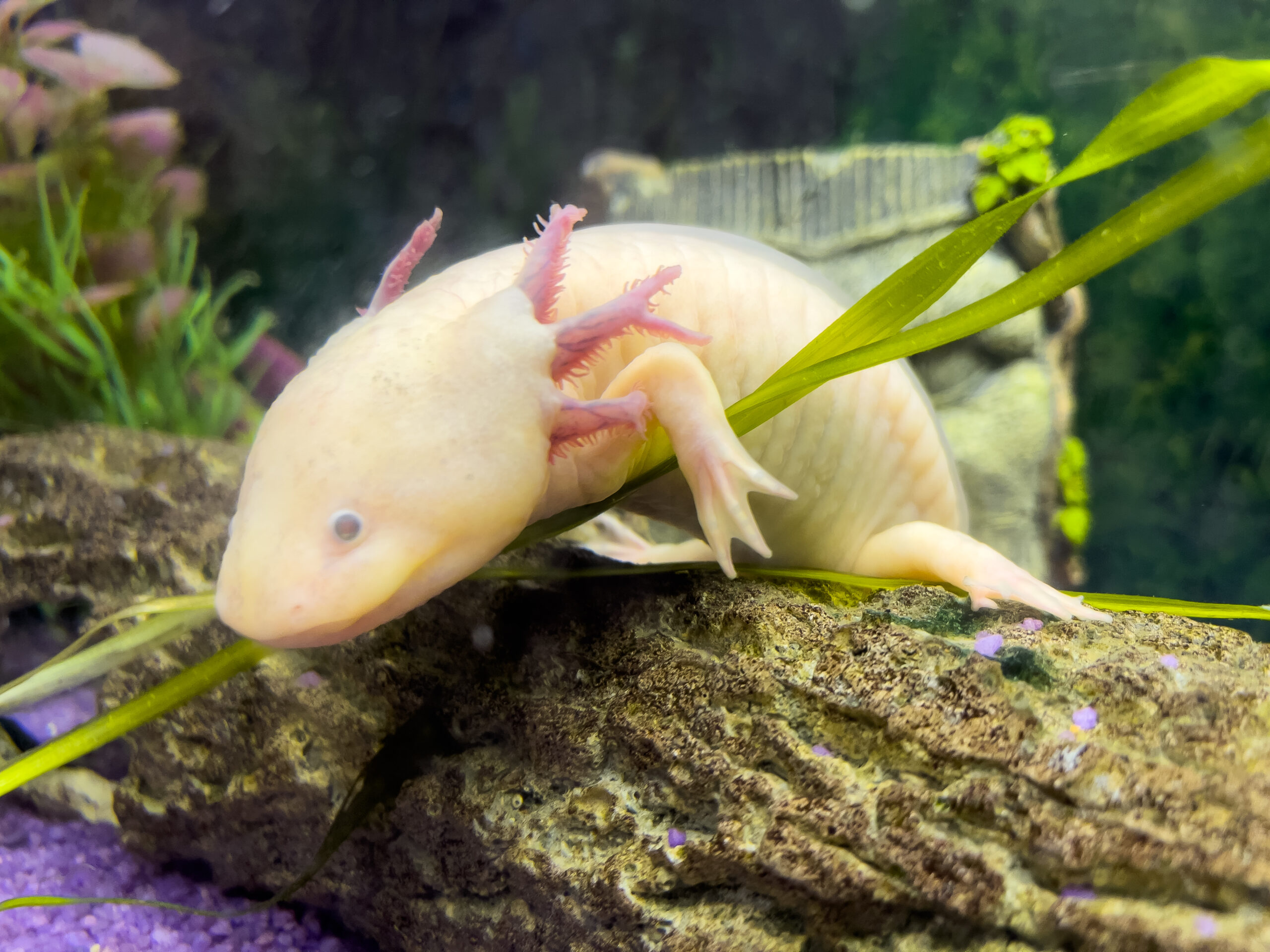 Portrait sous-marin d'un Axolotl dans un aquarium. Ambystoma mexicanum. Poisson marcheur mexicain