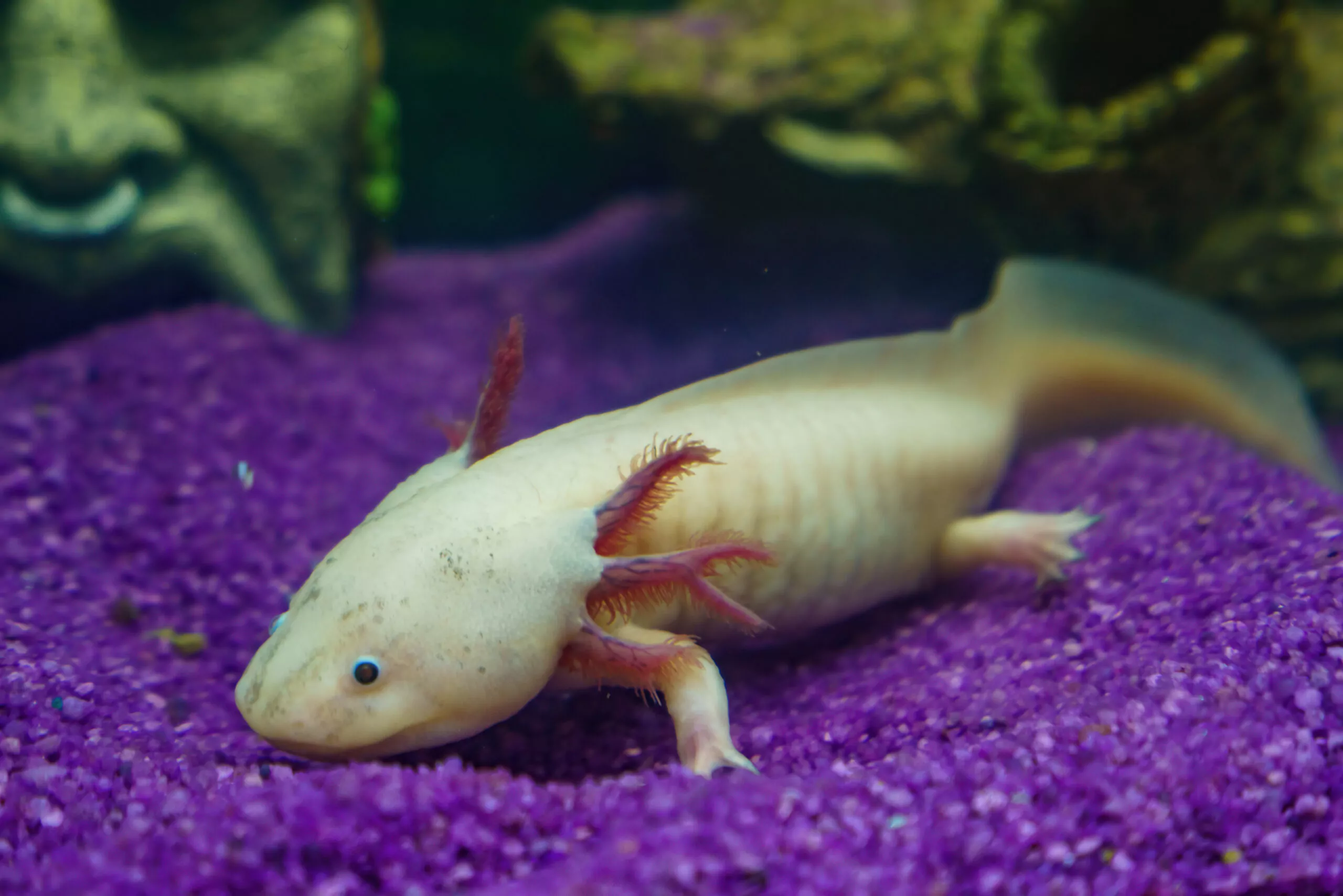 Portrait sous-marin d'Axolotl en gros plan dans un aquarium. Ambystoma mexicanum.